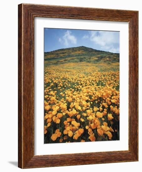 California, Lake Elsinore, Field of California Poppys on the Hillside-Christopher Talbot Frank-Framed Photographic Print