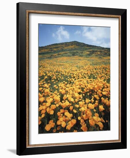California, Lake Elsinore, Field of California Poppys on the Hillside-Christopher Talbot Frank-Framed Photographic Print