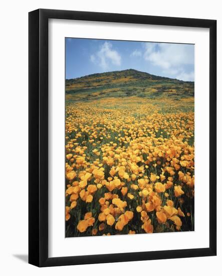 California, Lake Elsinore, Field of California Poppys on the Hillside-Christopher Talbot Frank-Framed Photographic Print