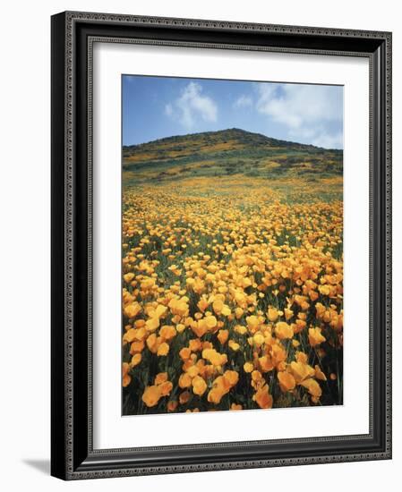 California, Lake Elsinore, Field of California Poppys on the Hillside-Christopher Talbot Frank-Framed Photographic Print