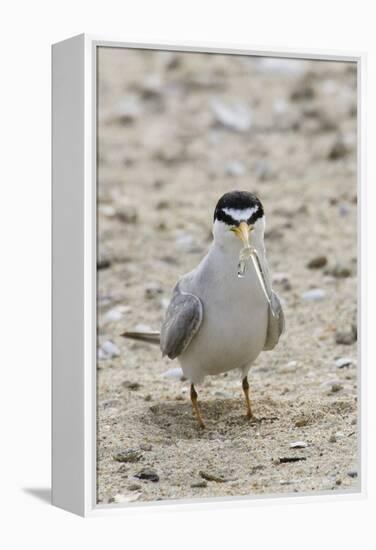 California Least Tern with Fish in it's Bill-Hal Beral-Framed Premier Image Canvas