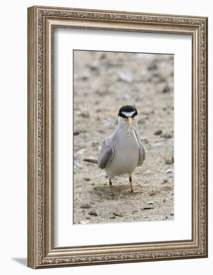 California Least Tern with Fish in it's Bill-Hal Beral-Framed Photographic Print