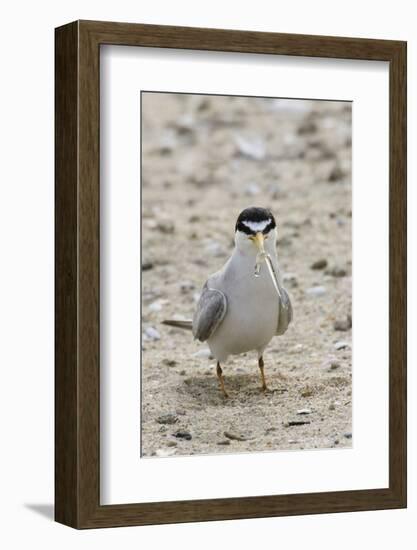 California Least Tern with Fish in it's Bill-Hal Beral-Framed Photographic Print