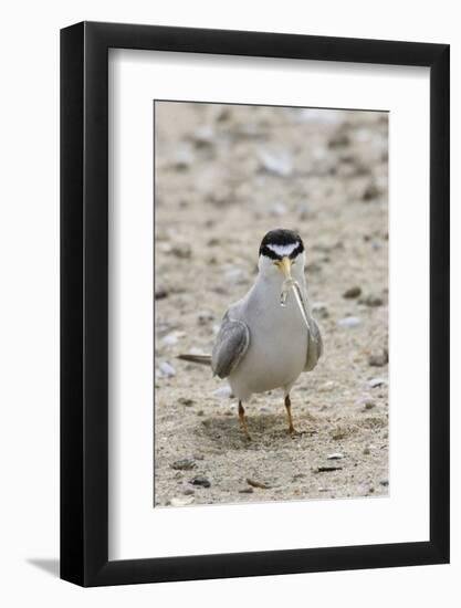 California Least Tern with Fish in it's Bill-Hal Beral-Framed Photographic Print