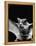 California Mastiff Bat, A.K.A. "Eumops"-Andreas Feininger-Framed Premier Image Canvas