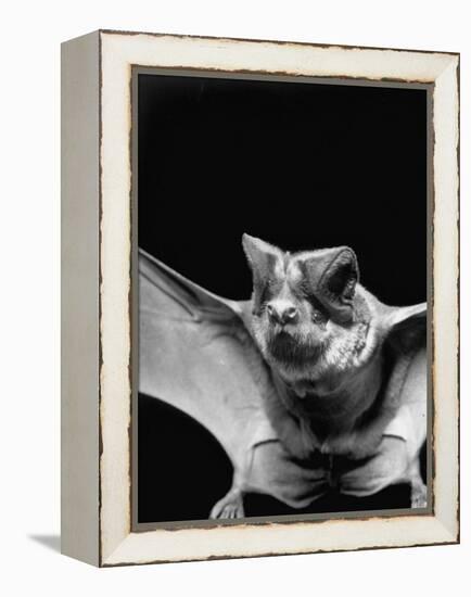 California Mastiff Bat, A.K.A. "Eumops"-Andreas Feininger-Framed Premier Image Canvas
