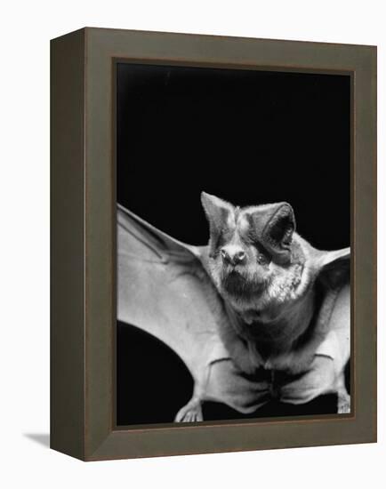 California Mastiff Bat, A.K.A. "Eumops"-Andreas Feininger-Framed Premier Image Canvas