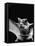 California Mastiff Bat, A.K.A. "Eumops"-Andreas Feininger-Framed Premier Image Canvas