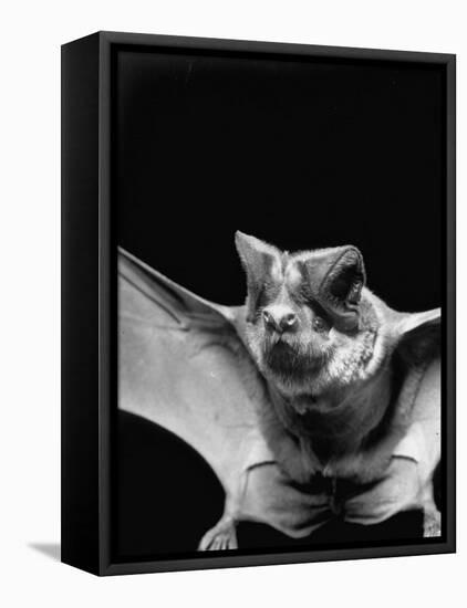 California Mastiff Bat, A.K.A. "Eumops"-Andreas Feininger-Framed Premier Image Canvas