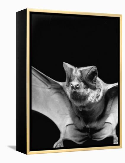 California Mastiff Bat, A.K.A. "Eumops"-Andreas Feininger-Framed Premier Image Canvas