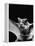 California Mastiff Bat, A.K.A. "Eumops"-Andreas Feininger-Framed Premier Image Canvas