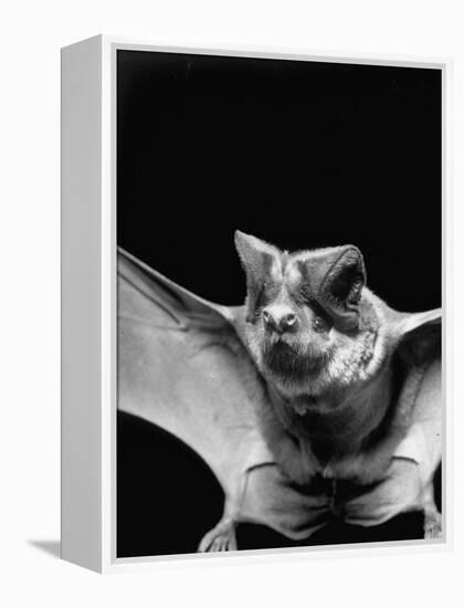 California Mastiff Bat, A.K.A. "Eumops"-Andreas Feininger-Framed Premier Image Canvas