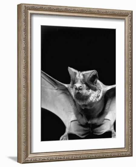 California Mastiff Bat, A.K.A. "Eumops"-Andreas Feininger-Framed Photographic Print