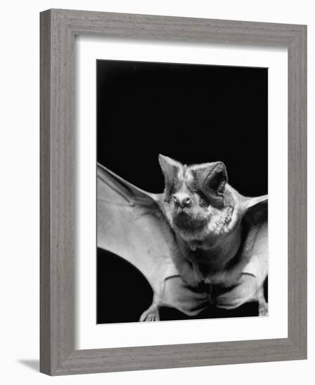 California Mastiff Bat, A.K.A. "Eumops"-Andreas Feininger-Framed Photographic Print