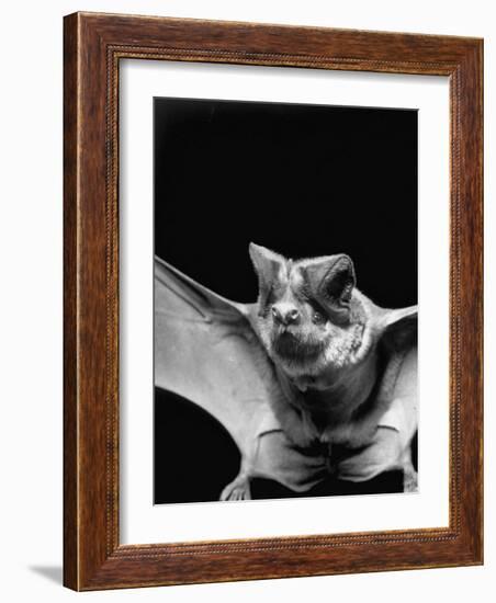 California Mastiff Bat, A.K.A. "Eumops"-Andreas Feininger-Framed Photographic Print