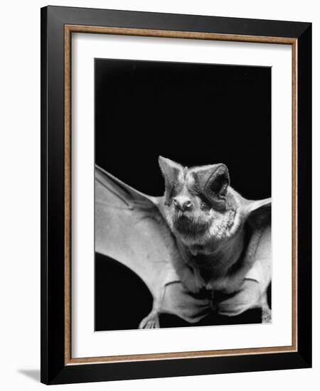 California Mastiff Bat, A.K.A. "Eumops"-Andreas Feininger-Framed Photographic Print