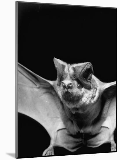 California Mastiff Bat, A.K.A. "Eumops"-Andreas Feininger-Mounted Photographic Print