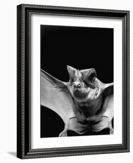 California Mastiff Bat, A.K.A. "Eumops"-Andreas Feininger-Framed Photographic Print