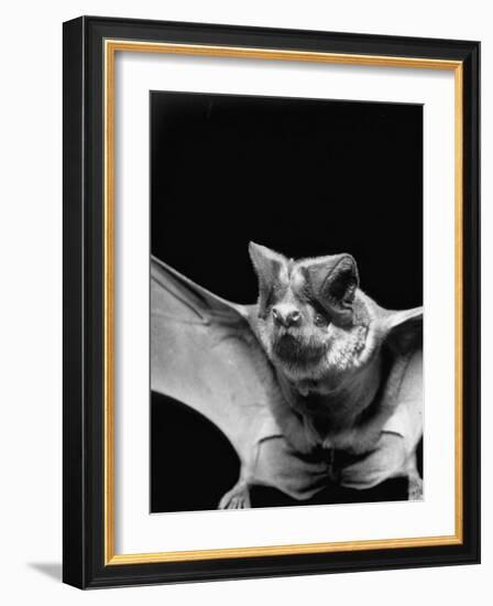 California Mastiff Bat, A.K.A. "Eumops"-Andreas Feininger-Framed Photographic Print