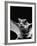 California Mastiff Bat, A.K.A. "Eumops"-Andreas Feininger-Framed Photographic Print
