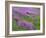 California, Meadow of Blooming Riverbank Lupine and Spring Grass in the Bald Hills-John Barger-Framed Photographic Print
