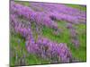 California, Meadow of Blooming Riverbank Lupine and Spring Grass in the Bald Hills-John Barger-Mounted Photographic Print