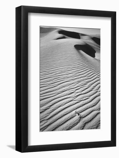 California, Mojave Trails National Monument-Judith Zimmerman-Framed Photographic Print