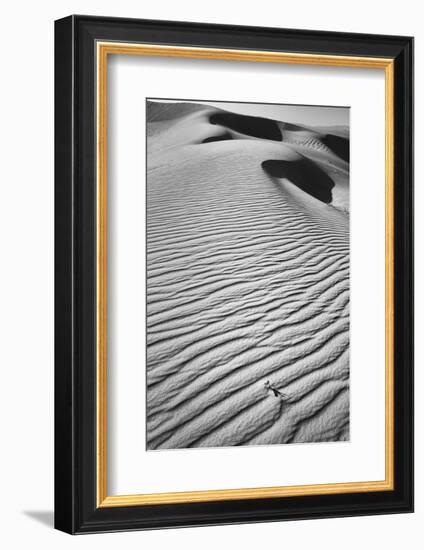 California, Mojave Trails National Monument-Judith Zimmerman-Framed Photographic Print