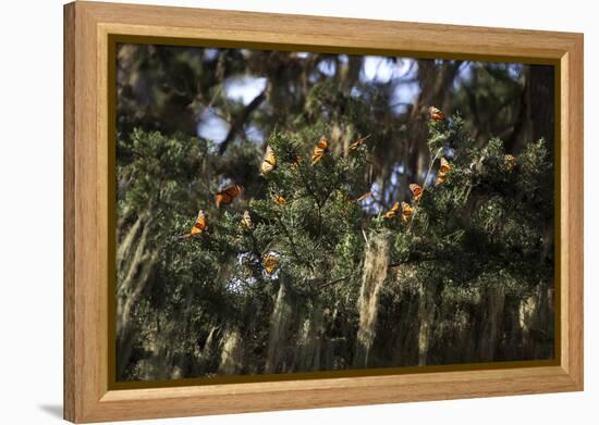 California. Monarch Butterflies at Monarch Grove Butterfly Sanctuary-Kymri Wilt-Framed Premier Image Canvas