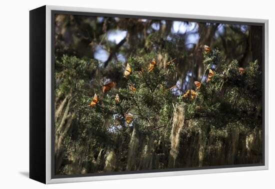 California. Monarch Butterflies at Monarch Grove Butterfly Sanctuary-Kymri Wilt-Framed Premier Image Canvas