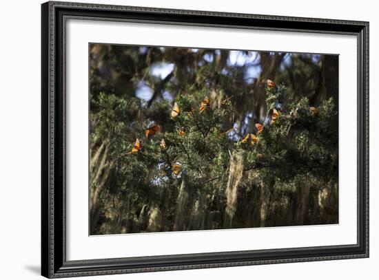 California. Monarch Butterflies at Monarch Grove Butterfly Sanctuary-Kymri Wilt-Framed Photographic Print