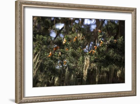 California. Monarch Butterflies at Monarch Grove Butterfly Sanctuary-Kymri Wilt-Framed Photographic Print