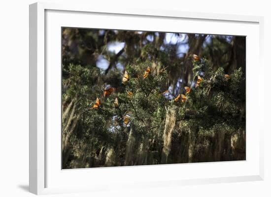 California. Monarch Butterflies at Monarch Grove Butterfly Sanctuary-Kymri Wilt-Framed Photographic Print