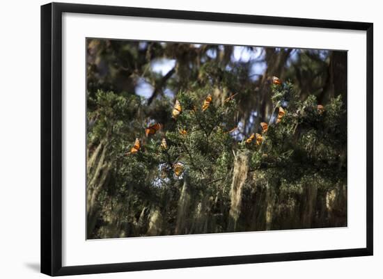 California. Monarch Butterflies at Monarch Grove Butterfly Sanctuary-Kymri Wilt-Framed Photographic Print