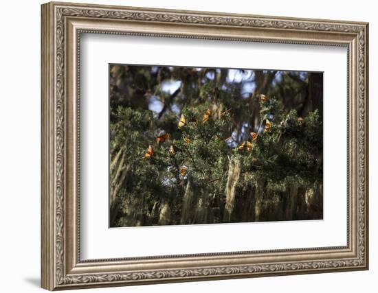 California. Monarch Butterflies at Monarch Grove Butterfly Sanctuary-Kymri Wilt-Framed Photographic Print