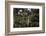 California. Monarch Butterflies at Monarch Grove Butterfly Sanctuary-Kymri Wilt-Framed Photographic Print