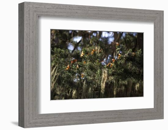 California. Monarch Butterflies at Monarch Grove Butterfly Sanctuary-Kymri Wilt-Framed Photographic Print