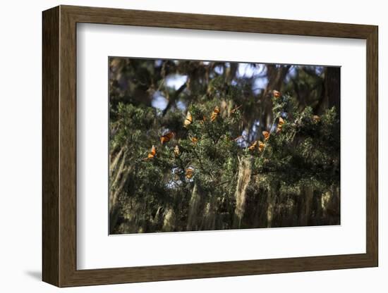 California. Monarch Butterflies at Monarch Grove Butterfly Sanctuary-Kymri Wilt-Framed Photographic Print