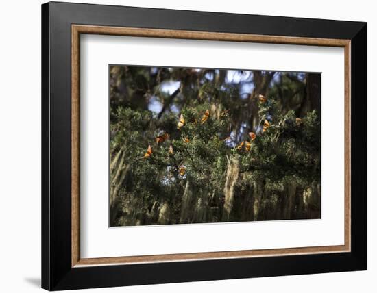 California. Monarch Butterflies at Monarch Grove Butterfly Sanctuary-Kymri Wilt-Framed Photographic Print