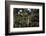 California. Monarch Butterflies at Monarch Grove Butterfly Sanctuary-Kymri Wilt-Framed Photographic Print