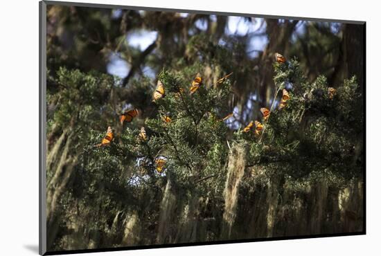 California. Monarch Butterflies at Monarch Grove Butterfly Sanctuary-Kymri Wilt-Mounted Photographic Print