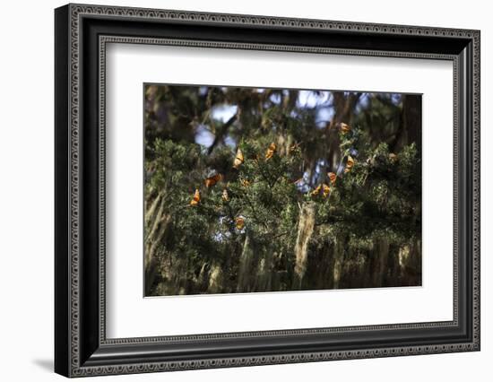 California. Monarch Butterflies at Monarch Grove Butterfly Sanctuary-Kymri Wilt-Framed Photographic Print