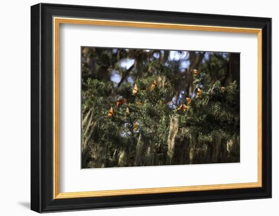 California. Monarch Butterflies at Monarch Grove Butterfly Sanctuary-Kymri Wilt-Framed Photographic Print