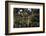 California. Monarch Butterflies at Monarch Grove Butterfly Sanctuary-Kymri Wilt-Framed Photographic Print