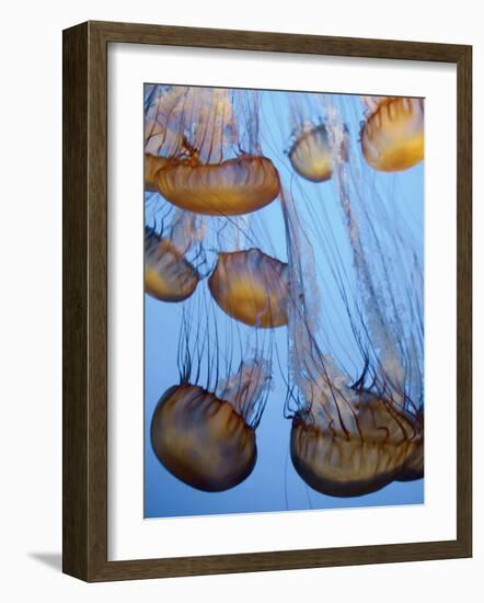 California, Monterey Bay Acquarium, Pacific Sea Nettle Jellyfish, USA-Michele Falzone-Framed Photographic Print