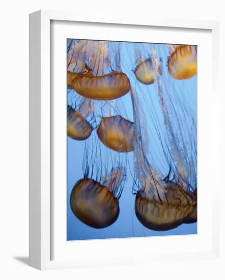 California, Monterey Bay Acquarium, Pacific Sea Nettle Jellyfish, USA-Michele Falzone-Framed Photographic Print