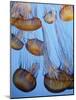 California, Monterey Bay Acquarium, Pacific Sea Nettle Jellyfish, USA-Michele Falzone-Mounted Photographic Print