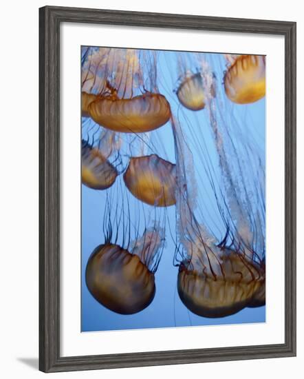 California, Monterey Bay Acquarium, Pacific Sea Nettle Jellyfish, USA-Michele Falzone-Framed Photographic Print