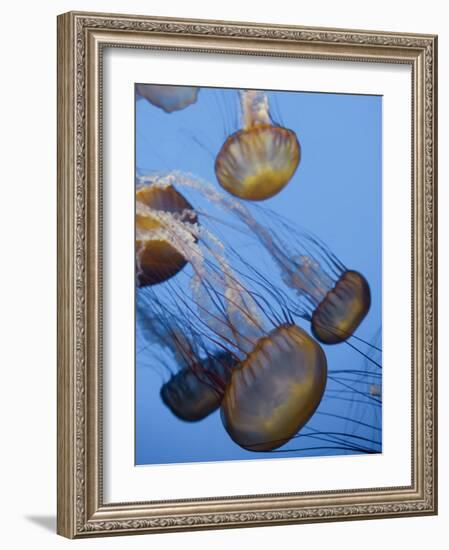 California, Monterey Bay Acquarium, Pacific Sea Nettle Jellyfish, USA-Michele Falzone-Framed Photographic Print