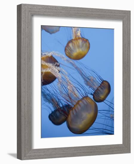 California, Monterey Bay Acquarium, Pacific Sea Nettle Jellyfish, USA-Michele Falzone-Framed Photographic Print